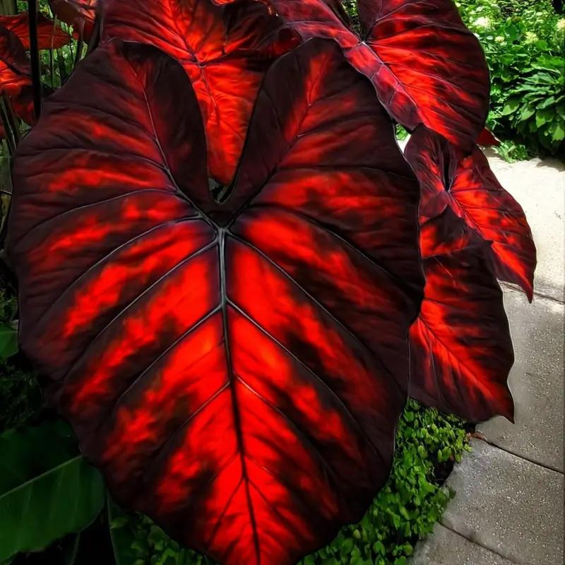 🎁2025 Special Offer🍃 Rare Hosta Flower Seeds🌿